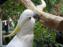 059 Cairns Tropical Zoo